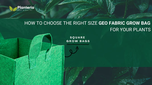 How to Choose the Right Size Geo Fabric Grow Bag for Your Plants