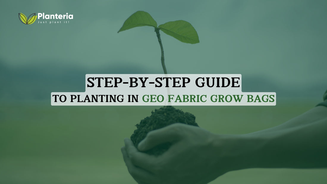 Step-by-Step Guide to Planting in Geo Fabric Grow Bags