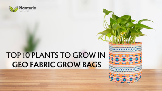 Top 10 Plants to Grow in Geo Fabric Grow Bags