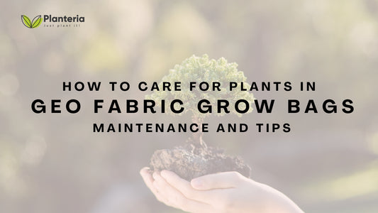 How to Care for Plants in Geo Fabric Grow Bags: Maintenance and Tips