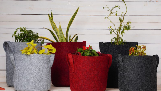 Elevate Your Indoor Spaces with Planteria Grow Bags!