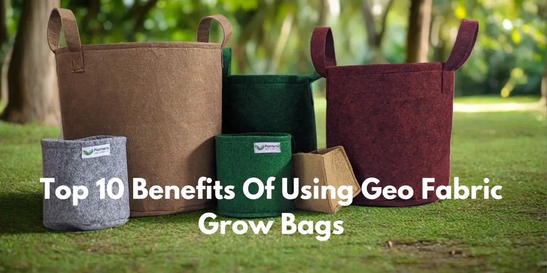 Top 10 Benefits Of Using Geo Fabric Grow Bags