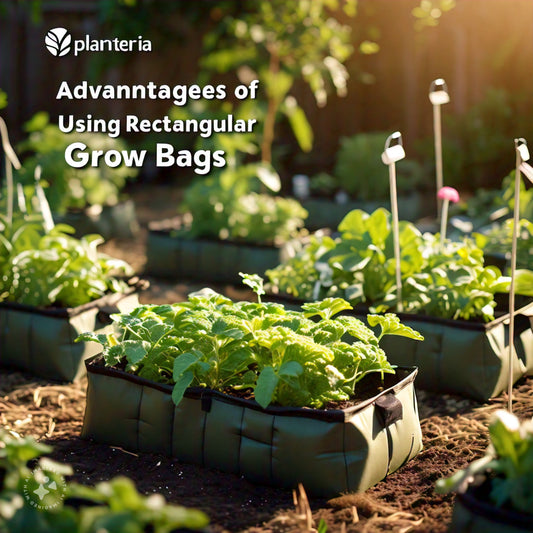 Advantages of Using Rectangular Grow Bags